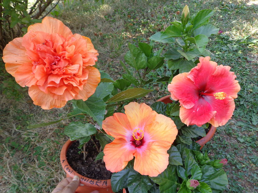  - A2-HIBISCUS 2016