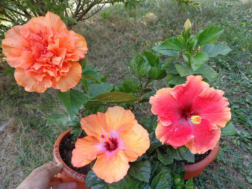  - A2-HIBISCUS 2016