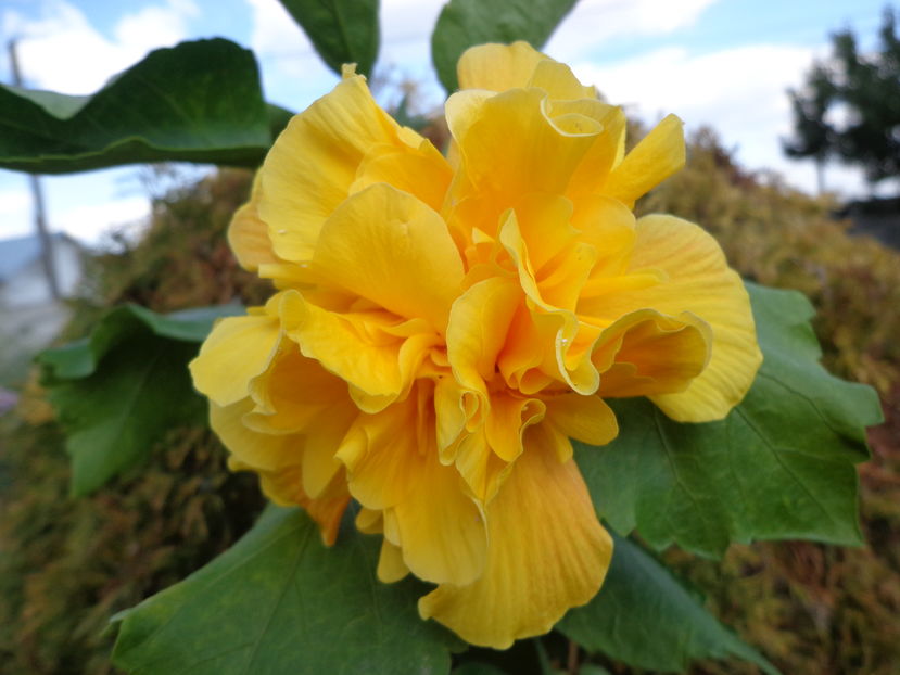  - A2-HIBISCUS 2016