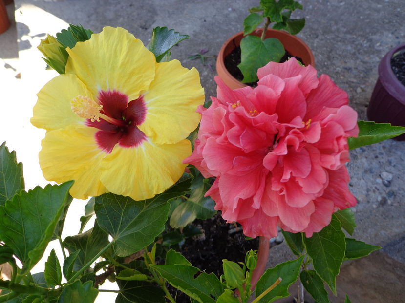  - A2-HIBISCUS 2016