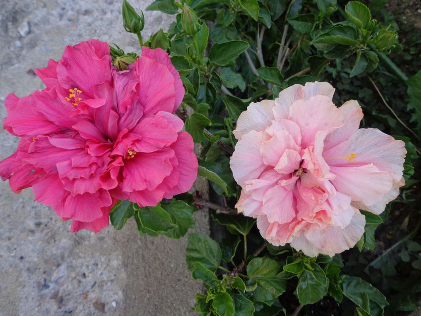  - A2-HIBISCUS 2016