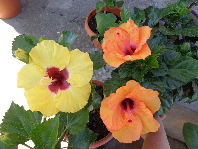  - A2-HIBISCUS 2016