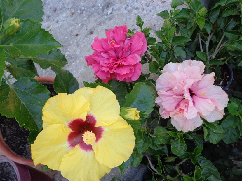  - A2-HIBISCUS 2016