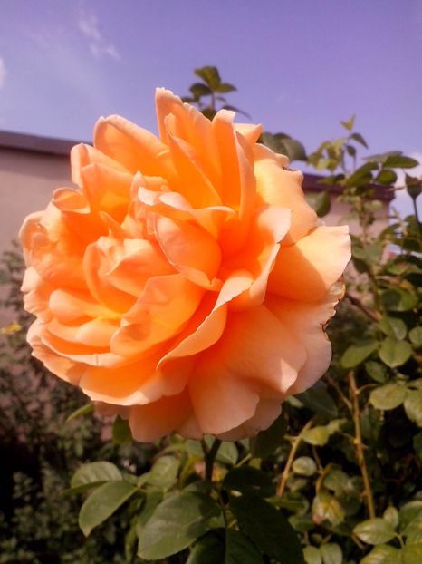 polka - 0 TRANDAFIRI 2016