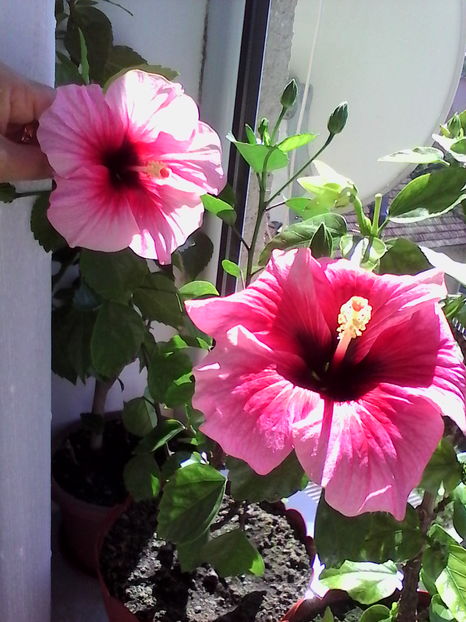  - Hibiscus Pink Dream