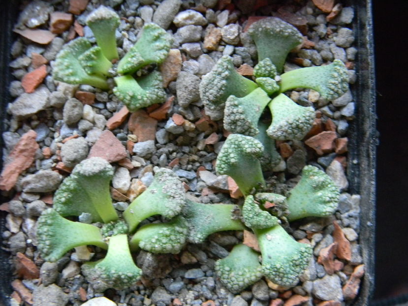 Titanopsis calcarea - 03 - Alte plante suculente - 2016