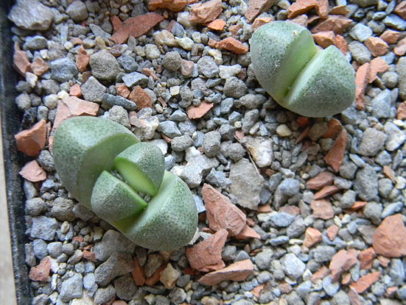 Pleiospilos nelii