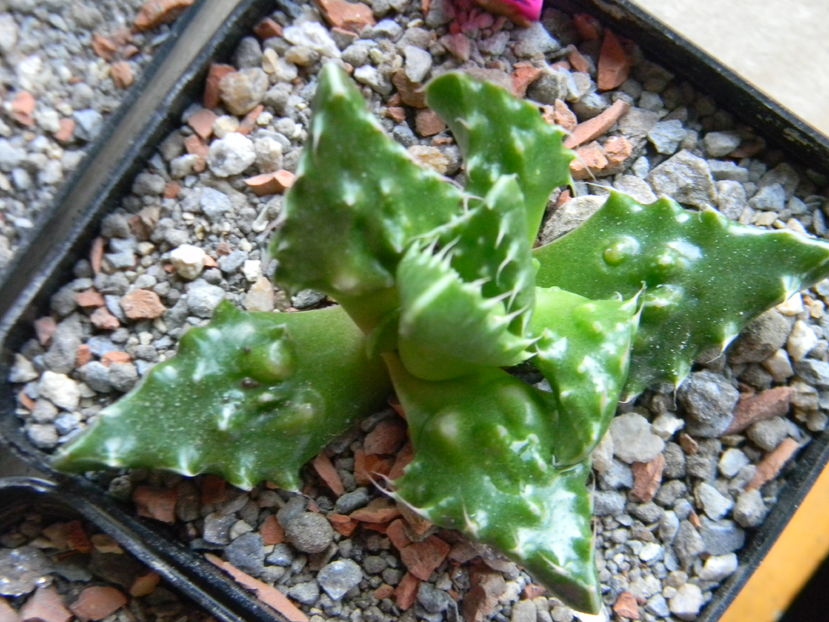 Faucaria tuberculosa - 03 - Alte plante suculente - 2016