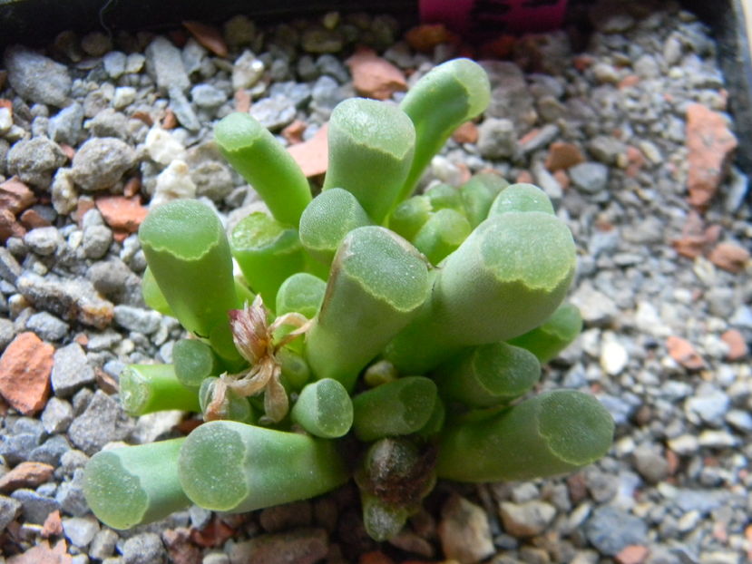 Frithia pulchra - 03 - Alte plante suculente - 2016