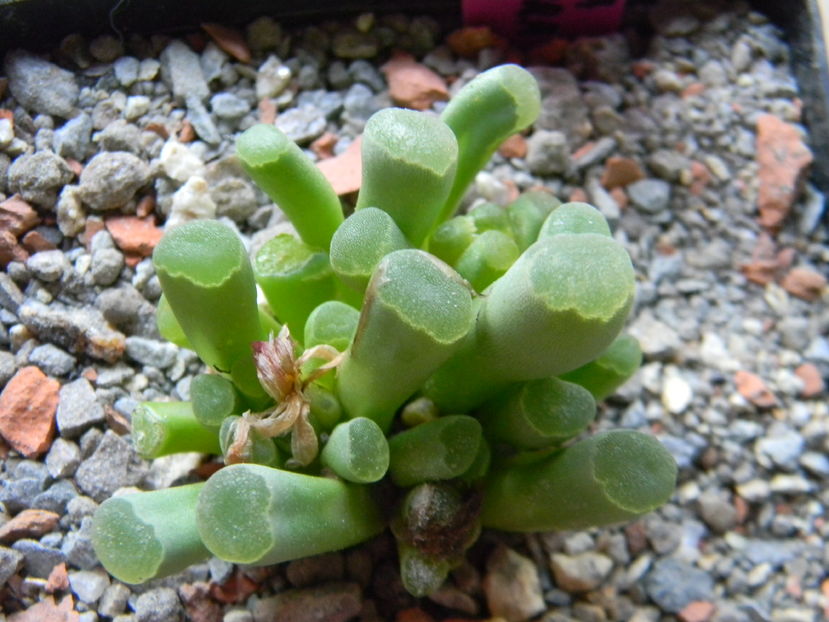 Frithia pulchra