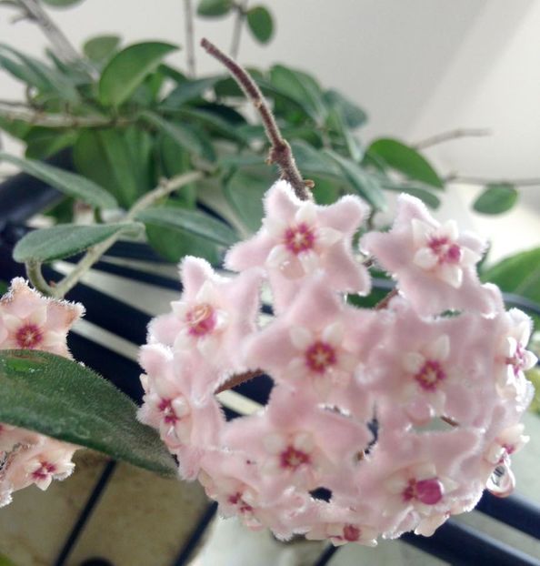 CV Chouke_floare - Colectie Hoya