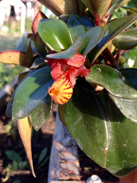 nematanthus - Flori interior