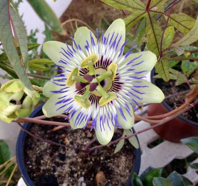 passiflora - Flori interior