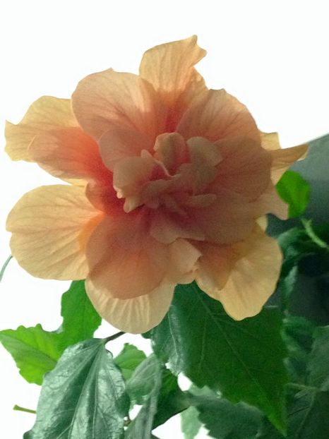 Hibi somon floare dubla - Flori interior
