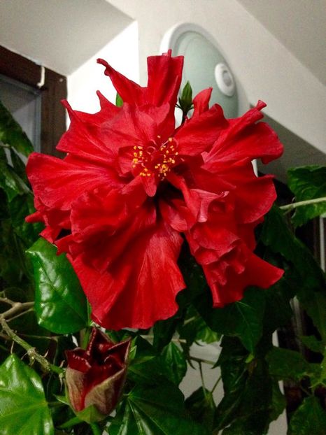 Hibi rosu floare dubla - Flori interior