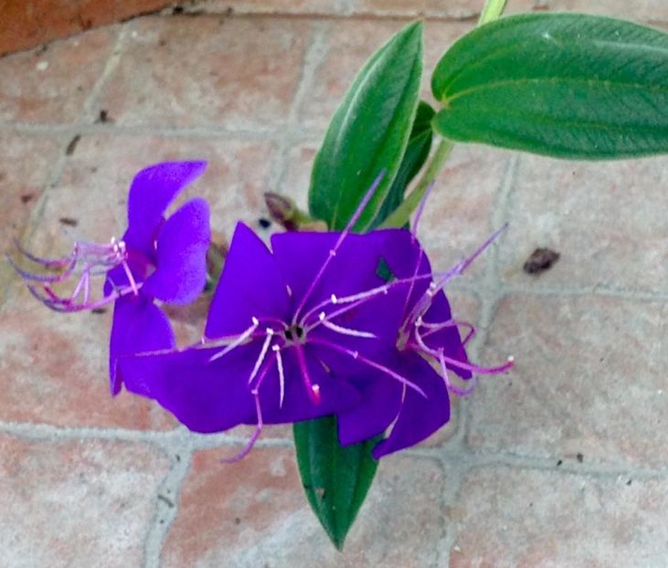 Tibouchina - Flori interior