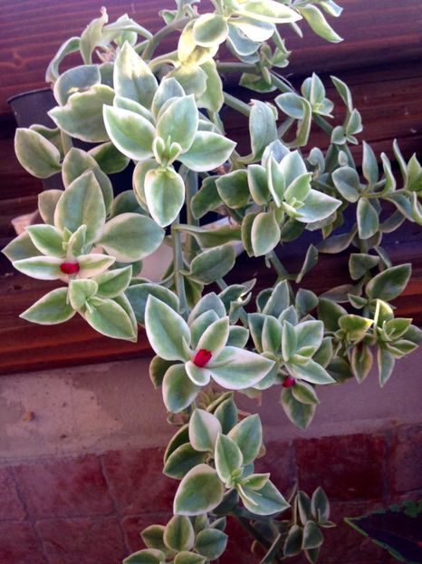 Aptenia variegata - Suculente interior_exterior