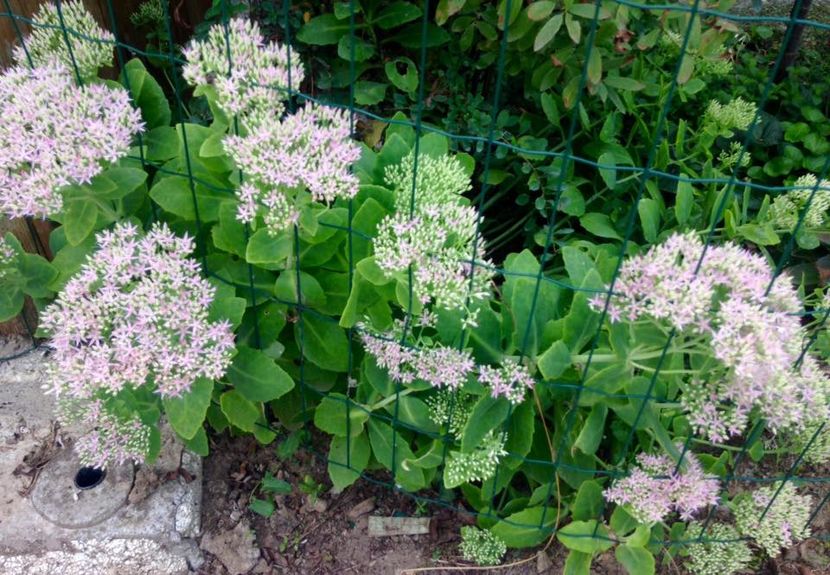 Sedum spectibile - Suculente interior_exterior