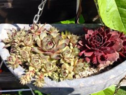 Sempervivum mix