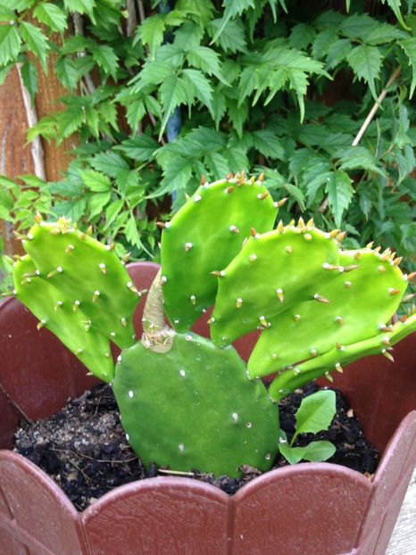 Opuntia - Suculente interior_exterior