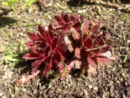 Sempervivum rosu - Suculente interior_exterior