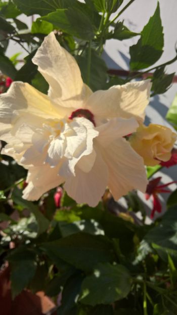  - Hibiscus Classic White