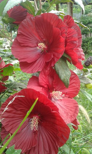  - Hibiscus Craberry Crush