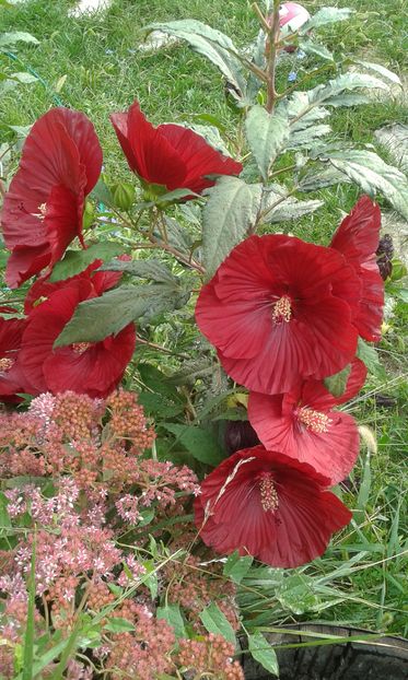  - Hibiscus Craberry Crush