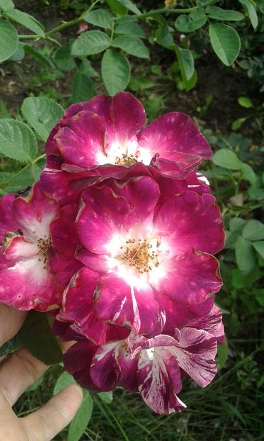  - Trandafiri septembrie 2016