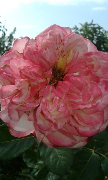  - Trandafiri septembrie 2016