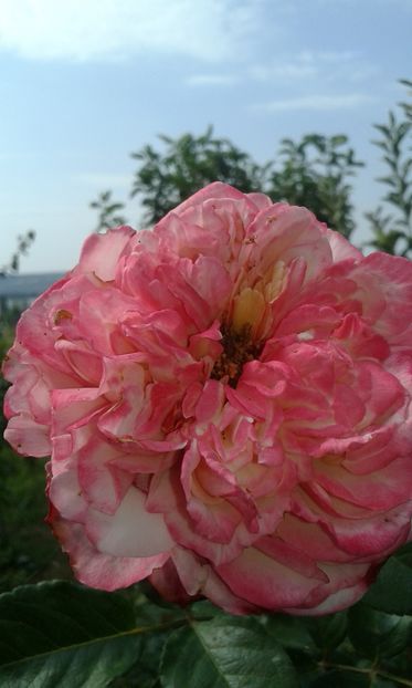  - Trandafiri septembrie 2016