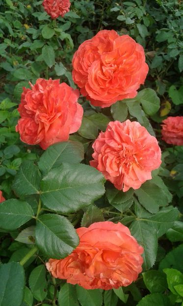  - Trandafiri septembrie 2016