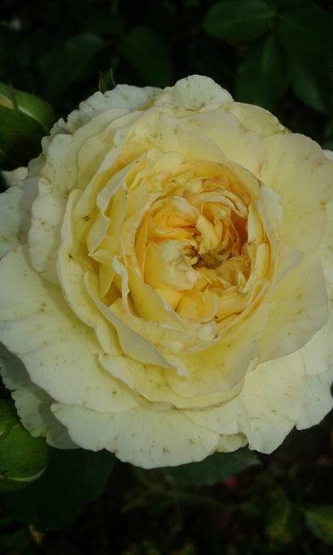  - Trandafiri septembrie 2016