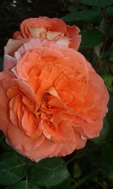  - Trandafiri septembrie 2016