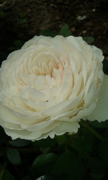  - Trandafiri septembrie 2016