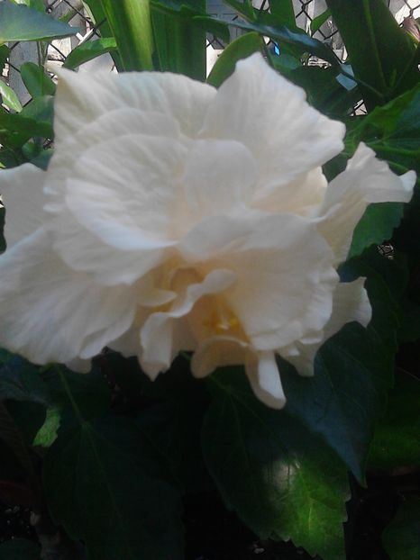  - Hibiscus  Classic White-multumesc Lumibogza