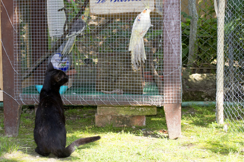 Pisic in "vizita" la papagali. - Ce se mai intampla prin ograda