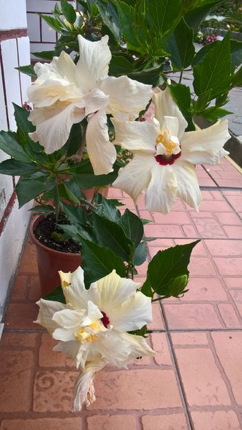  - Hibiscus Classic White