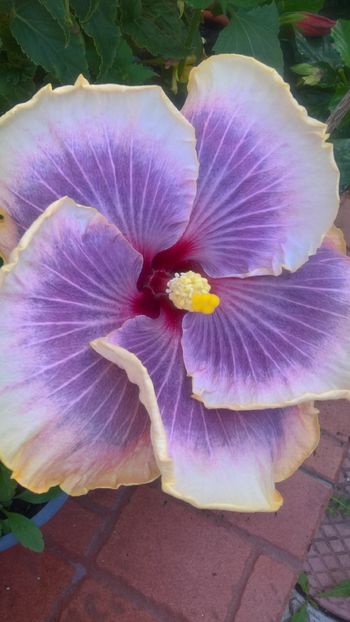  - Hibiscus Tahitian Taui