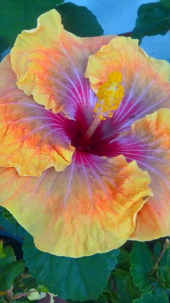  - Hibiscus Jolanda Gommer