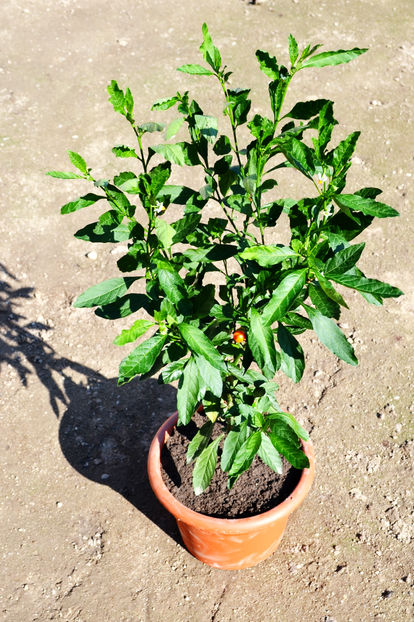 Solanum capsicastrum - Arbusti si plante ornamentale