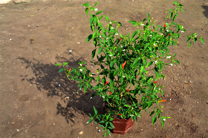 Capsicum annuum de 2 ani