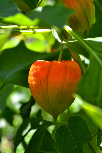 Papalau - Lampion chinezesc - Alte plante cu fructe sau alte componente  comestibile - Gradinacupovesti