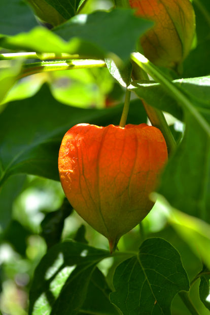 Papalau - Lampion chinezesc; Physalis alkekengi
