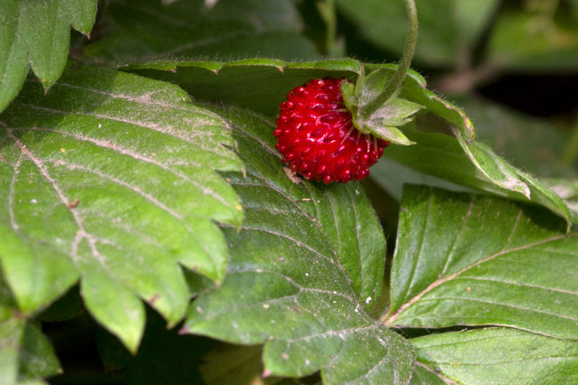 Fragi de padure - Alte plante cu fructe sau alte componente comestibile