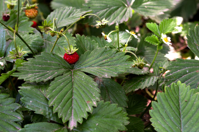 Fragi - Alte plante cu fructe sau alte componente comestibile