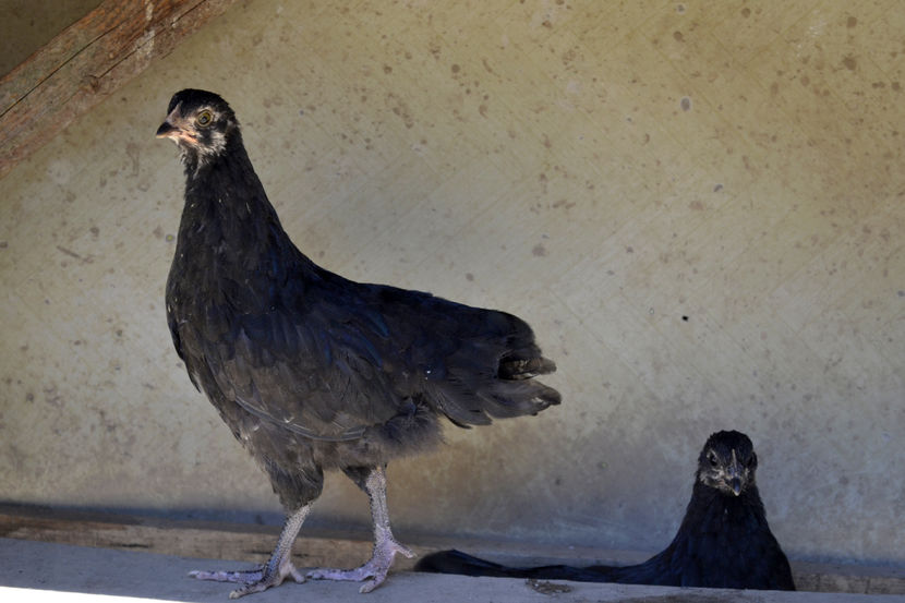 Australorp la 2 luni jumate - Animale