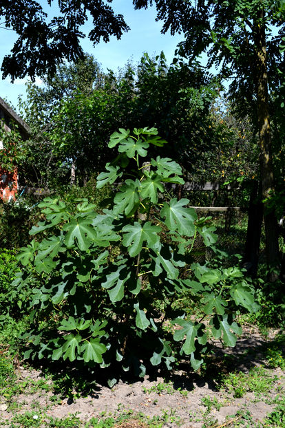 Smochin; Ficus carica
