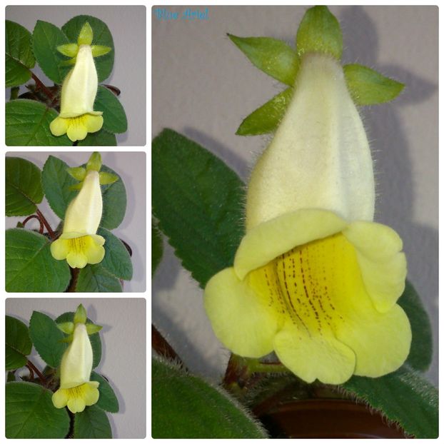 Sinningia Conspicua - Gloxinia