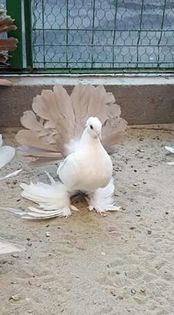 Fem2016.Madalinux.Jud.CONSTANTA